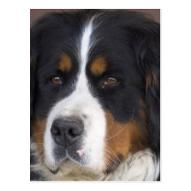Berner Sennenhund Postcard