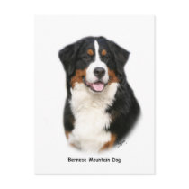 Bernese 9Y348D-115 Post Cards