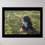 Bernese Autumn Leaves Posters