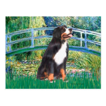 Bernese - Bridge Post Cards