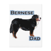 Bernese Dad 4 Postcard