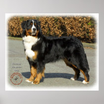 Bernese Mountain Dog 9T066D-133 Posters