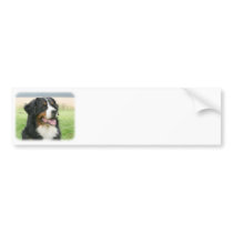 Bernese Mountain Dog 9Y066D-046 Bumper Stickers