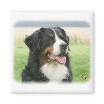 Bernese Mountain Dog 9Y066D-046 Magnets