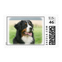 Bernese Mountain Dog 9Y066D-046 Postage Stamps