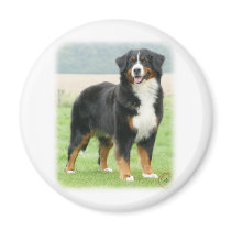 Bernese Mountain Dog 9Y066D-133 Magnets