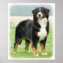 Bernese Mountain Dog 9Y066D-133 Print