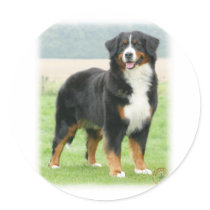 Bernese Mountain Dog 9Y066D-133 Round Stickers