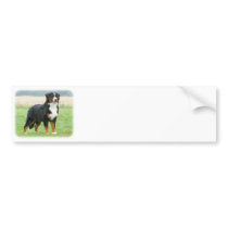 Bernese Mountain Dog 9Y066D-145 Bumper Sticker