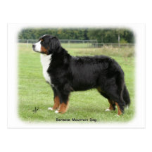 Bernese Mountain Dog 9Y236D-087 Post Cards