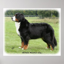 Bernese Mountain Dog 9Y236D-087 Poster