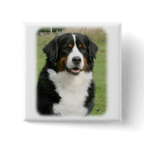 Bernese Mountain Dog 9Y236D-106 Buttons