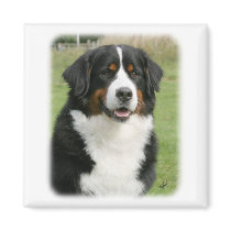 Bernese Mountain Dog 9Y236D-106 magnets