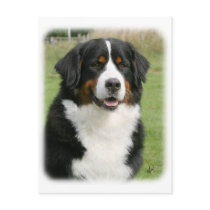 Bernese Mountain Dog 9Y236D-106 Post Cards