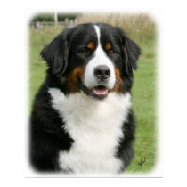 Bernese Mountain Dog 9Y236D-106 posters by TraffordPhotos Bernese Mountain Dog 9Y236D-106 posters