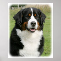 Bernese Mountain Dog 9Y236D-106 Posters