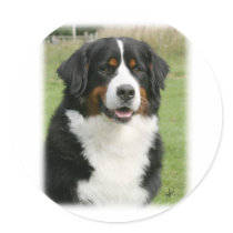 Bernese Mountain Dog 9Y236D-106 Stickers