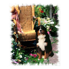 Bernese Mountain Dog Art Print print