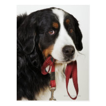 Bernese Mountain Dog (Berner Sennenhund) Postcard