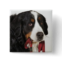 Bernese Mountain Dog (Berner Sennenhund) with Button