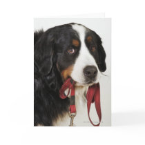 Bernese Mountain Dog (Berner Sennenhund) with Card