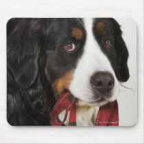 Bernese Mountain Dog (Berner Sennenhund) with Mouse Pad