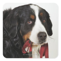 Bernese Mountain Dog (Berner Sennenhund) with Square Sticker