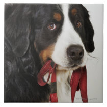 Bernese Mountain Dog (Berner Sennenhund) with Tiles