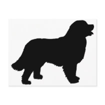 Bernese Mountain Dog (black silhouette) Post Cards