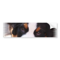 Bernese Mountain Dog Bumper Sticker