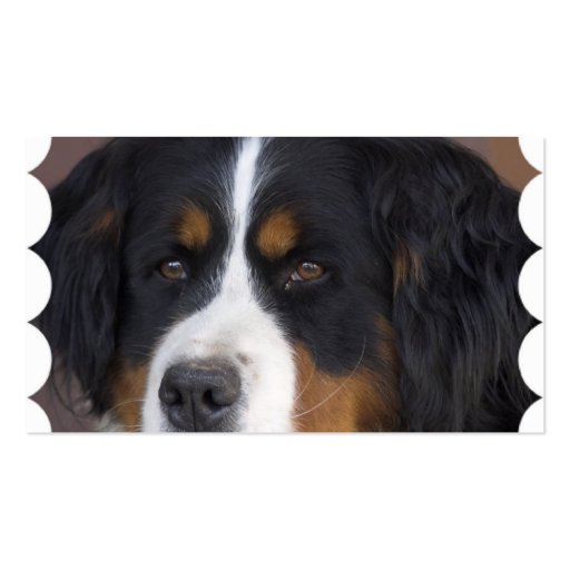 Bernese Mountain Dog Business Card (back side)