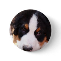 Bernese Mountain Dog Button
