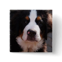 Bernese Mountain Dog Button