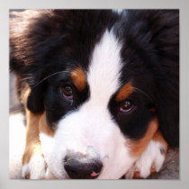 Bernese Mountain Dog Canvas Print