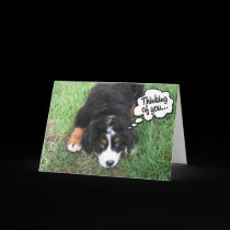 Bernese Mountain Dog cards