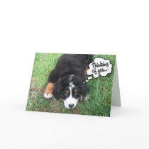 Bernese Mountain Dog Card