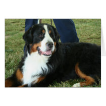 Bernese Mountain Dog Cards