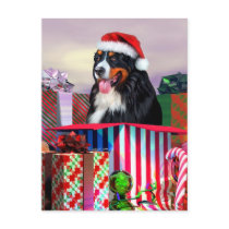 Bernese Mountain Dog Christmas Surprise Post Cards