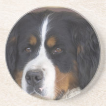 Bernese Mountain Dog Coasters