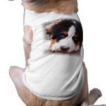 Bernese Mountain Dog Pet Tee Shirt