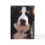 Bernese Mountain Dog Greeting Card