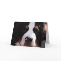 Bernese Mountain Dog Greeting Card