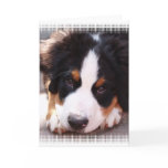 Bernese Mountain Dog Greeting Card