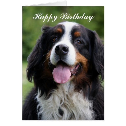 Bernese Mountain dog happy birthday greeting card | Zazzle