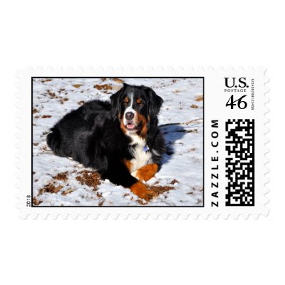 Bernese Mountain Dog in the Snow Stamp by ultimateplaces