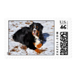 Bernese Mountain Dog in the Snow postage