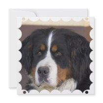 Bernese Mountain Dog Invitation