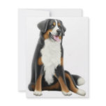 Bernese Mountain Dog Invitation