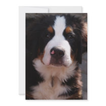 Bernese Mountain Dog Invitation