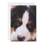 Bernese Mountain Dog Invitation
